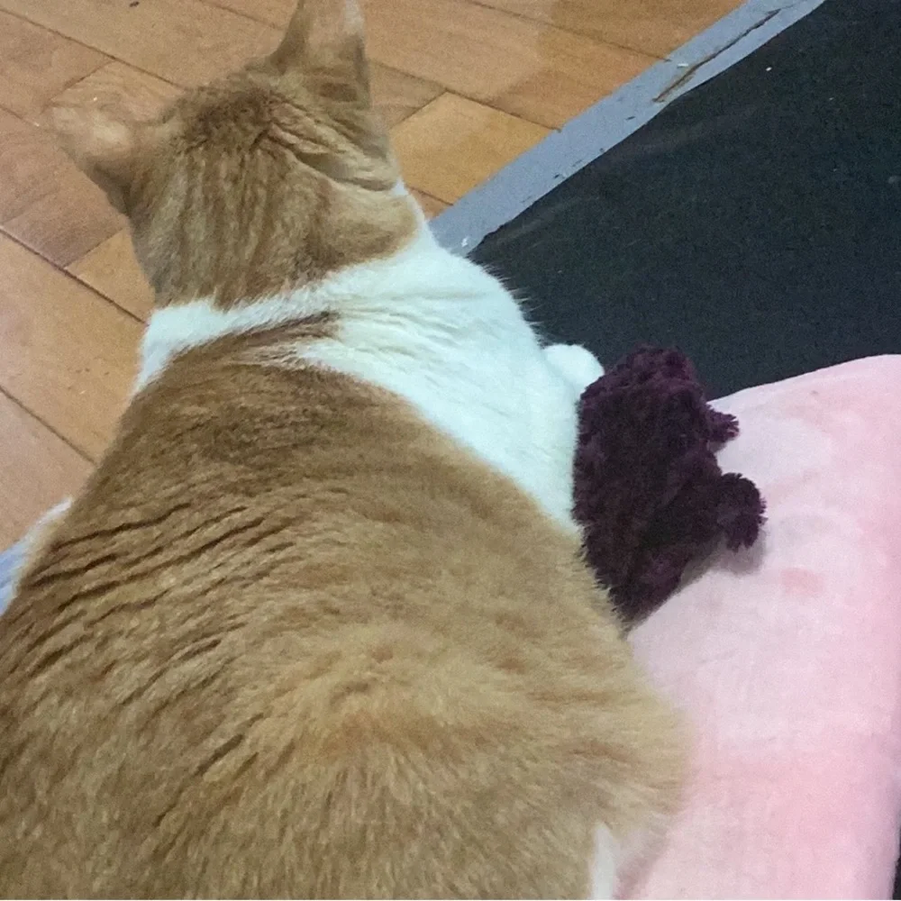 Bunny/Cat/Dog Pillow